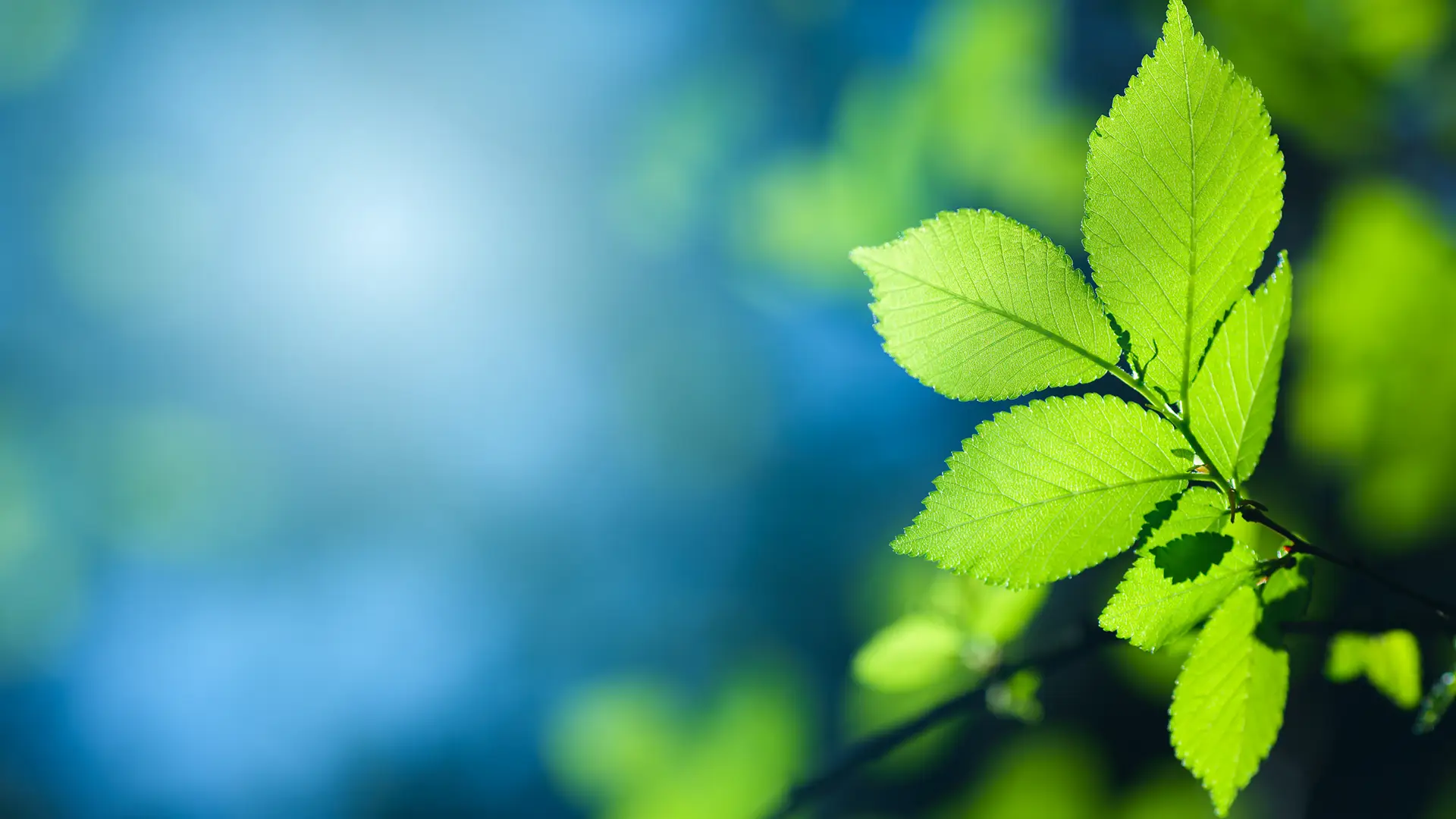 Green leaves