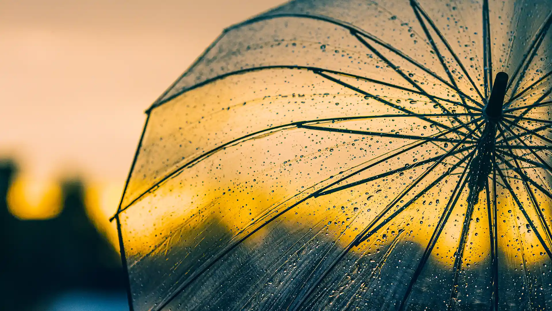 Umbrella