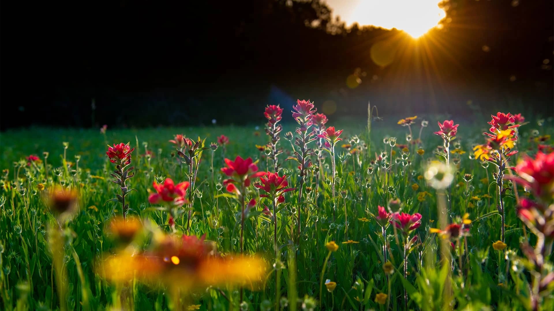 Connect with nature on a regular basis for mental health